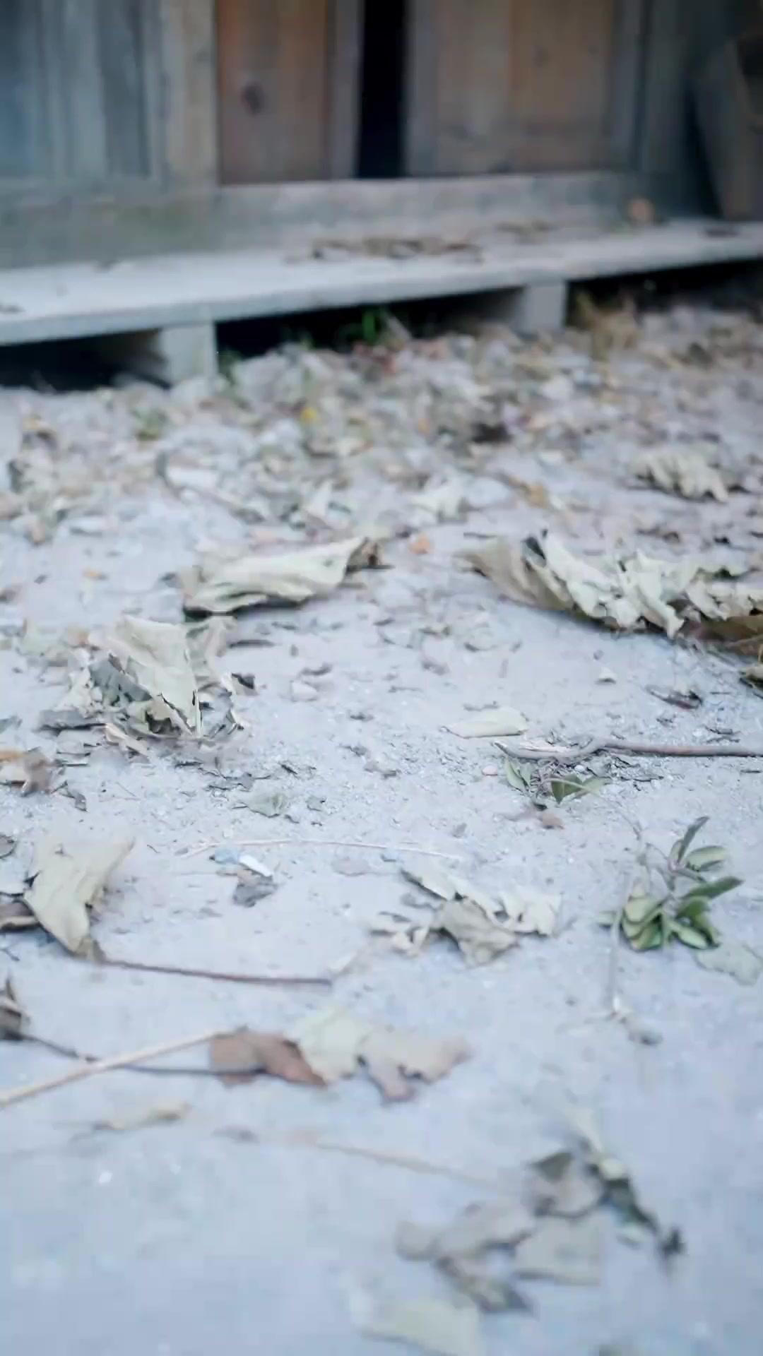 Fading Vet? Wife-Taking System Rises! poster