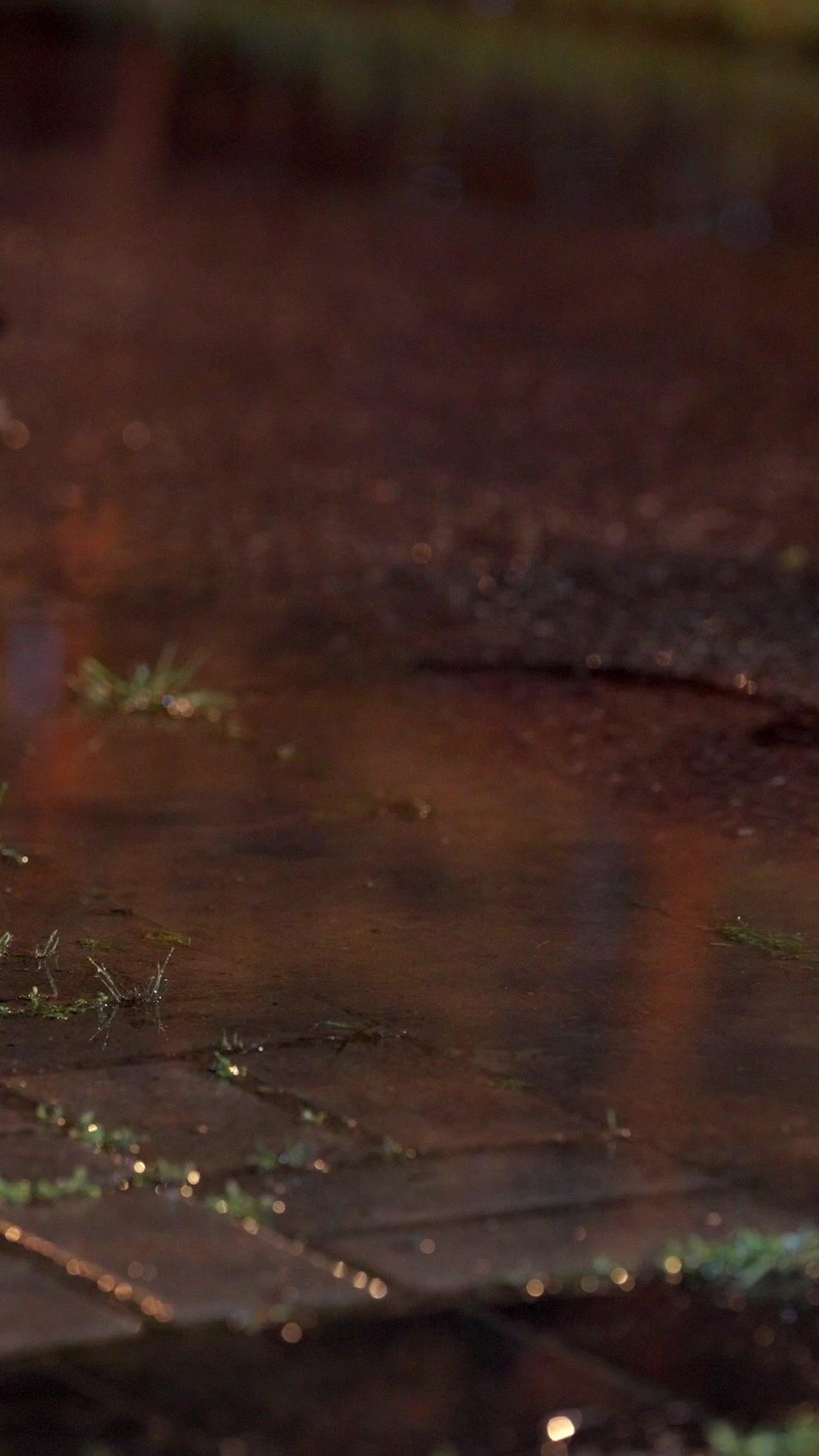 Werewolf Papa’s Tender Secret poster